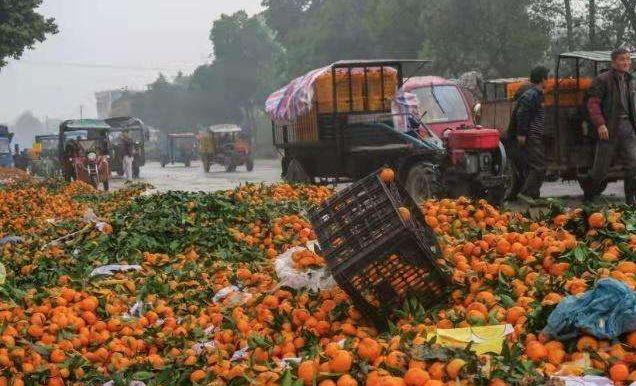 越南特产堆积如山？大量水果被倒入河中，厂家：出口中国